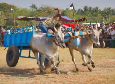 Bullock Cart Race